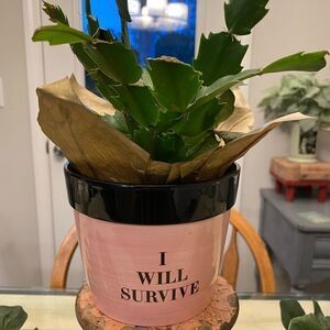 NWOT cute small planter by Hazel & Co.